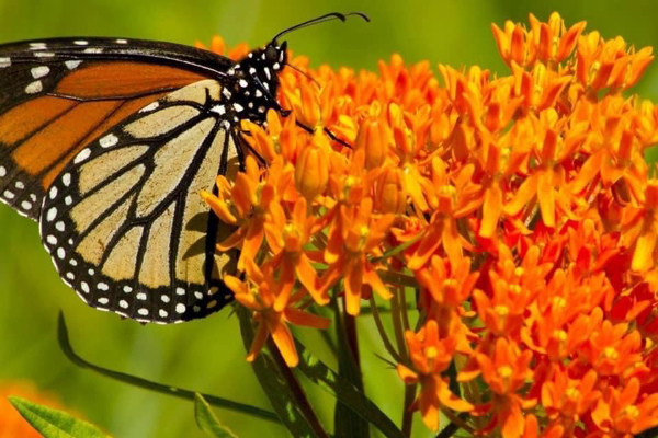 A monarch butterfly is sitting on a milkweed flower with bright orange petals.