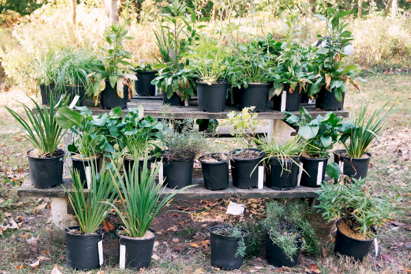 Potted native plants on a picnic table at a plant giveaway event.